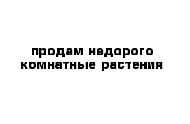 продам недорого комнатные растения